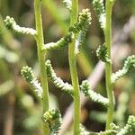 Santolina villosa Leaf