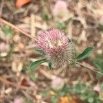 Trifolium arvense Fleur