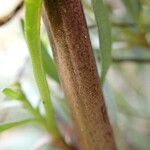 Tripolium pannonicum Bark