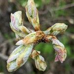 Amelanchier × grandiflora برگ