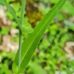 Turritis brassica Leaf