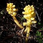 Orobanche flava Flower