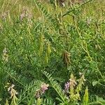 Astragalus atropilosulus Levél