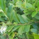 Capparis flexuosa Leaf