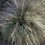 Muhlenbergia rigens Fuelha