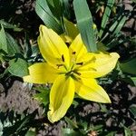 Lilium bulbiferumBlomma