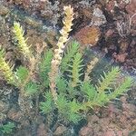 Crassula schimperi Leaf