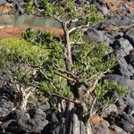 Retrophyllum minus Habitat