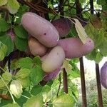 Akebia quinata Плод