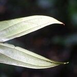 Bauhinia longicuspis 葉