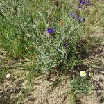 Anchusa undulata Vekstform