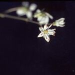 Saxifraga mertensiana Květ