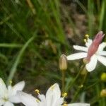 Simethis mattiazzii Floare