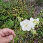 Geranium phaeumFlors