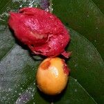 Casearia corymbosa Frukt