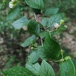 Cotoneaster acutifolius Foglia