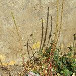 Amaranthus palmeri Flor