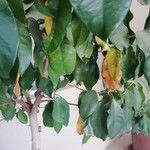 Ficus cyathistipula Blad