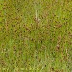 Rhynchospora fusca Plante entière