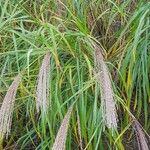 Miscanthus sinensis Flower