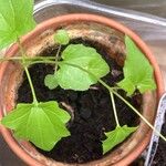 Maurandya barclayana Hoja