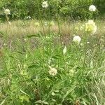 Cephalaria alpina Cvet
