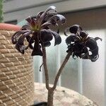 Aeonium arboreum 整株植物