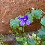 Campanula portenschlagiana Habitus