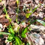 Carex plantaginea Rhisgl
