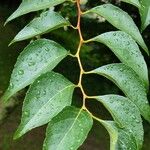 Styrax japonicus Folha