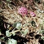 Abronia fragrans Plante entière