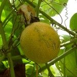 Passiflora ligularis Fruit