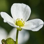 Echinodorus cordifolius 花