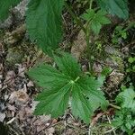 Ranunculus aconitifolius Folio