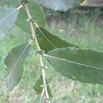 Salix cinerea পাতা