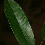 Lecythis idatimon Leaf
