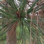 Pinus ponderosa Blad