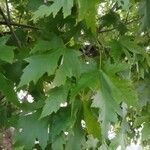 Acer saccharinumFolha