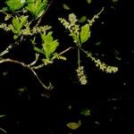 Terminalia amazonia Otro