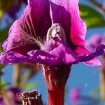 Cuphea procumbens Квітка