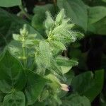 Thunbergia battiscombei Virág
