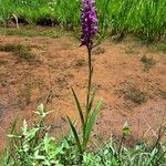 Dactylorhiza elata ᱛᱟᱦᱮᱸ