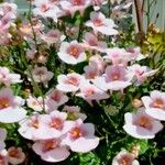 Diascia rigescens Květ