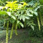 Pterocarya fraxinifolia Fruit