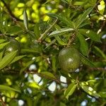 Bonellia macrocarpa Frutto