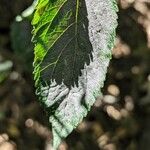 Scutellaria incana Blatt