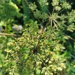 Angelica atropurpurea Flor