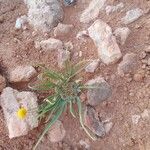 Gymnarrhena micrantha Λουλούδι