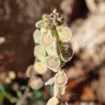 Clypeola jonthlaspi Fruit