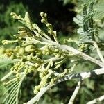 Acacia dealbata Flors